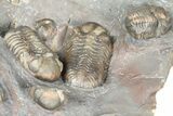 Cluster Of Colorful Austerops Trilobites - Jorf Morocco #362873-6